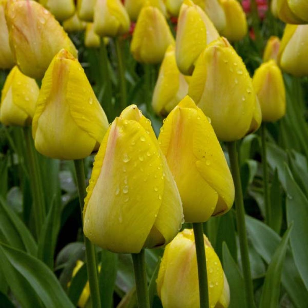 Tulipe Simple Greigii Lemon Giant