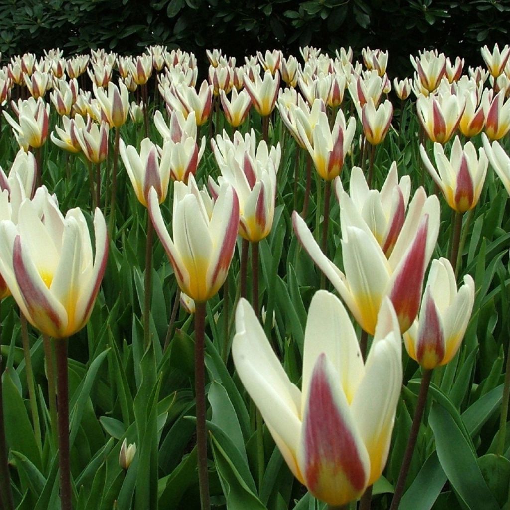 Tulipe kaufmanniana hybride Ice Stick