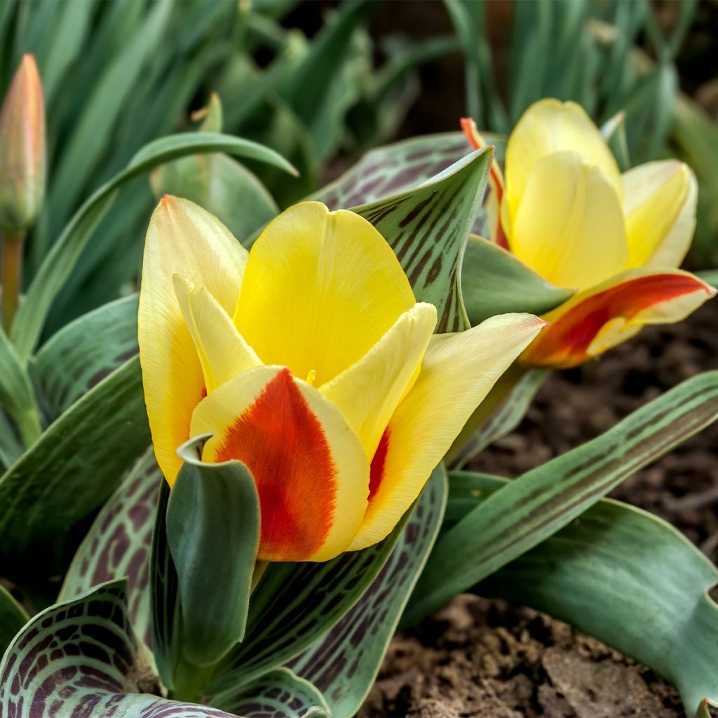 Tulipe naine greigii Mélodie d'amour