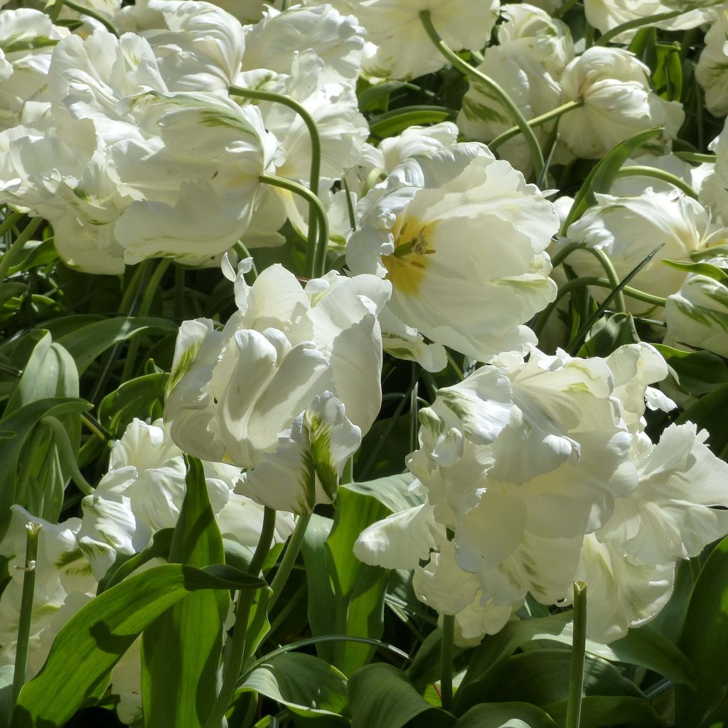 Tulipe perroquet Madonna