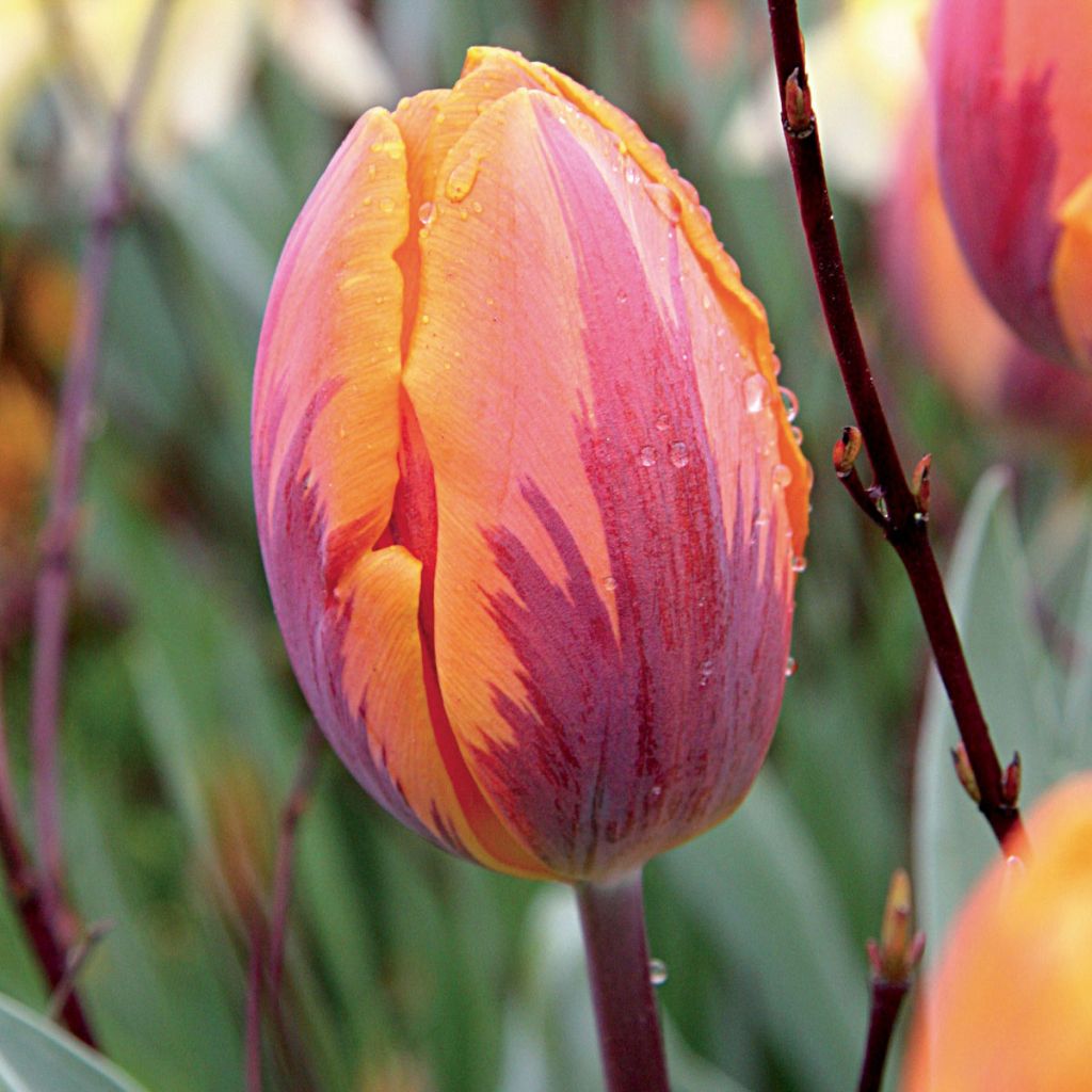 Tulipe Perroquet Princesse Irene Parrot