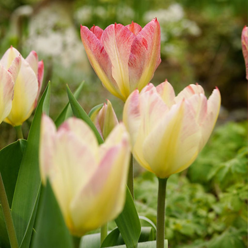 Tulipe pluriflore Antoinette