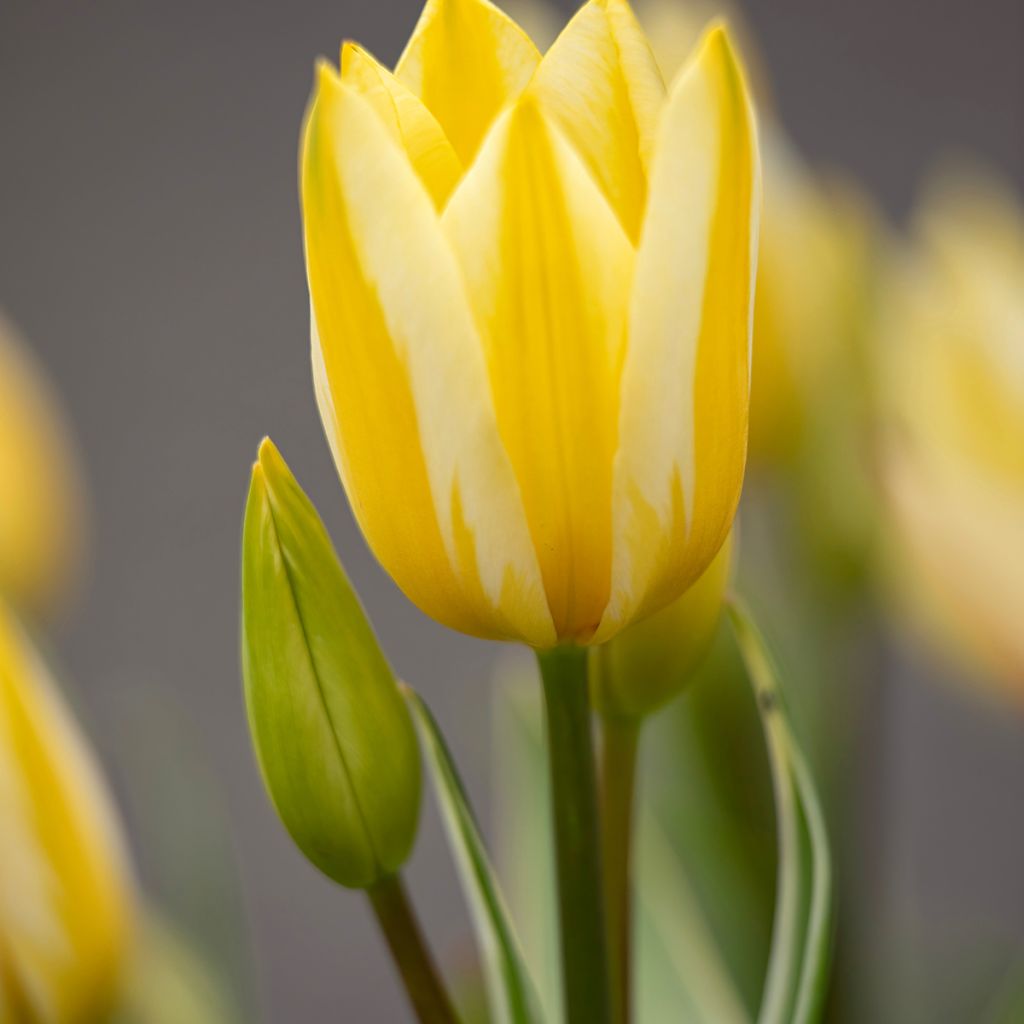 Tulipe pluriflore Antoinette