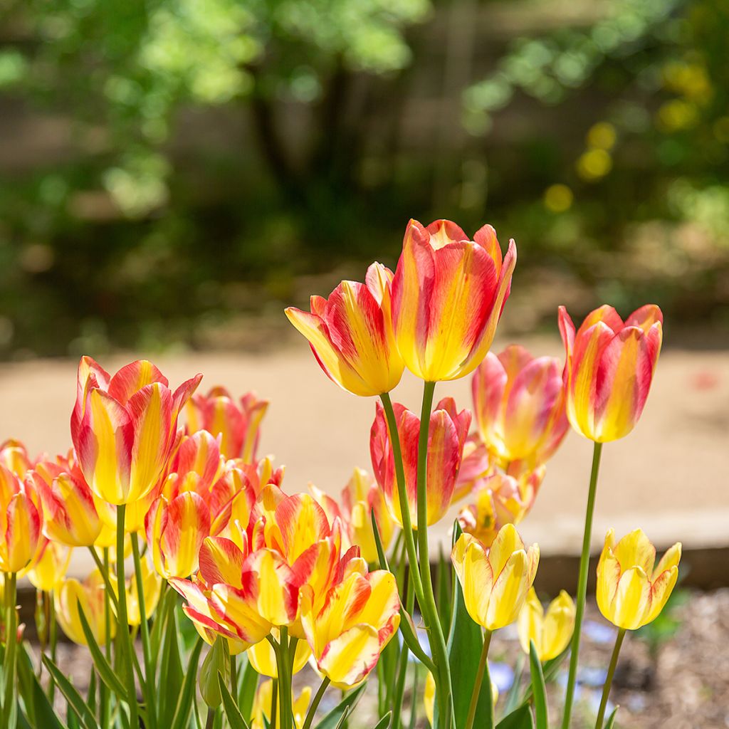 Tulipe pluriflore Antoinette