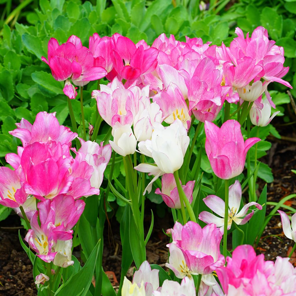 Tulipe pluriflore Candy Club