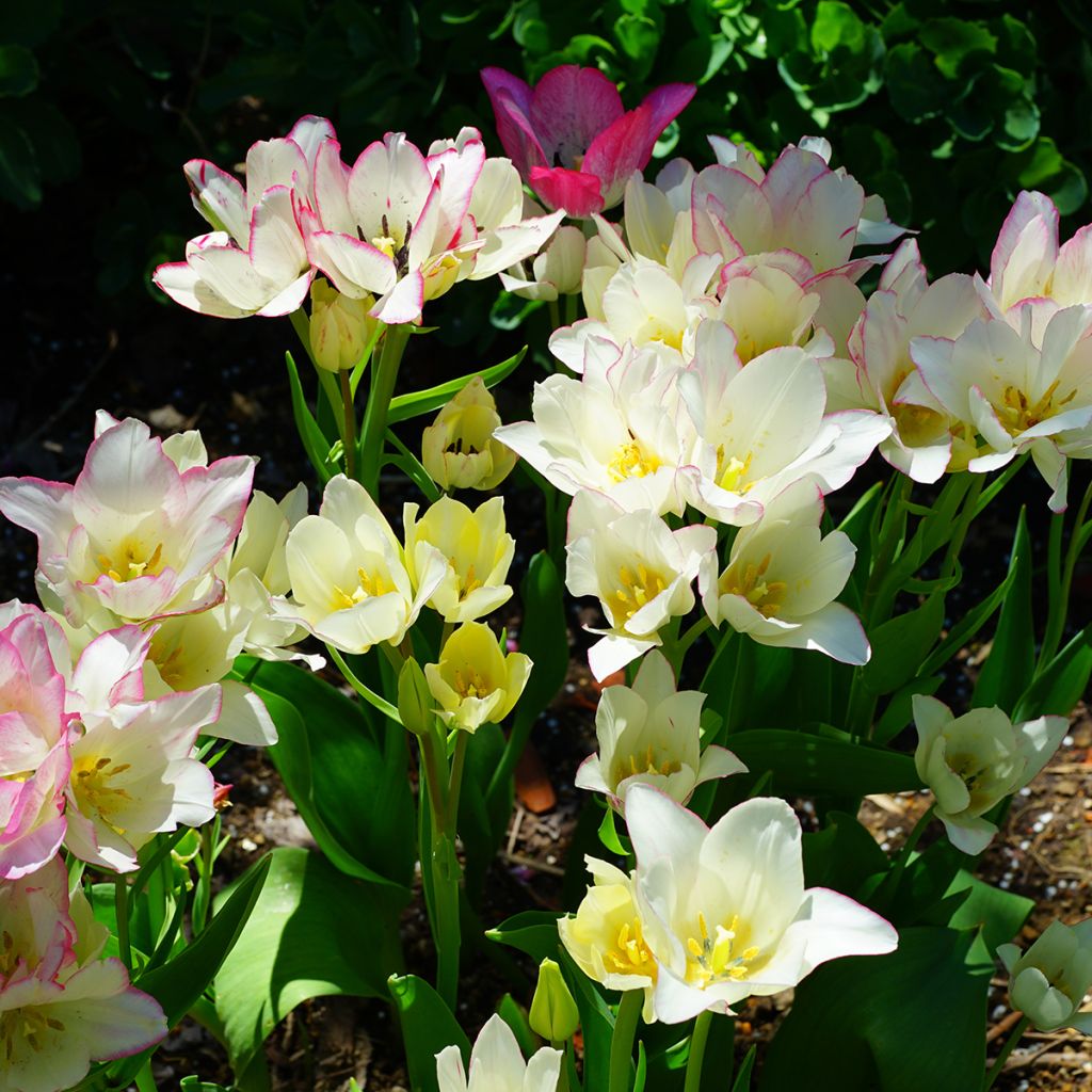 Tulipe pluriflore Candy Club