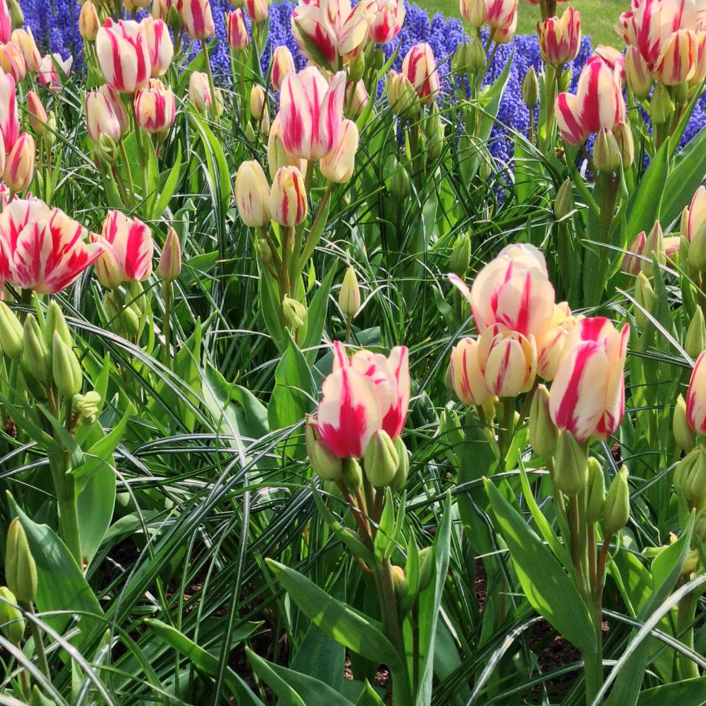 Tulipe pluriflore Flaming Club