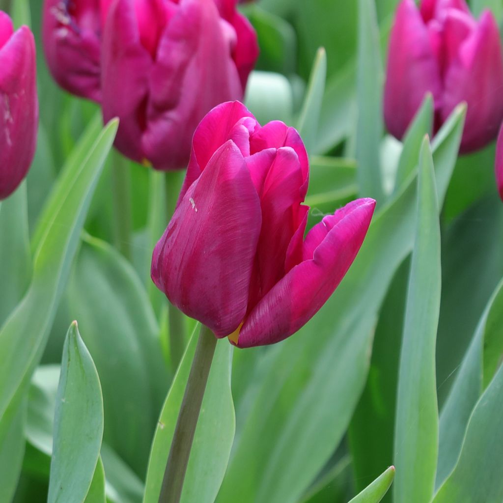 Tulipe pluriflore Purple Elegance