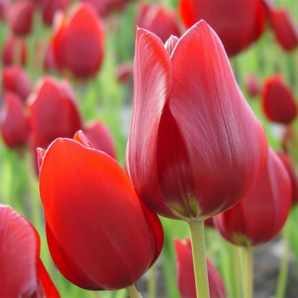 Tulipe pluriflore Red Georgette