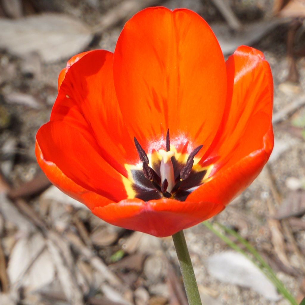 Tulipe pluriflore Red Georgette