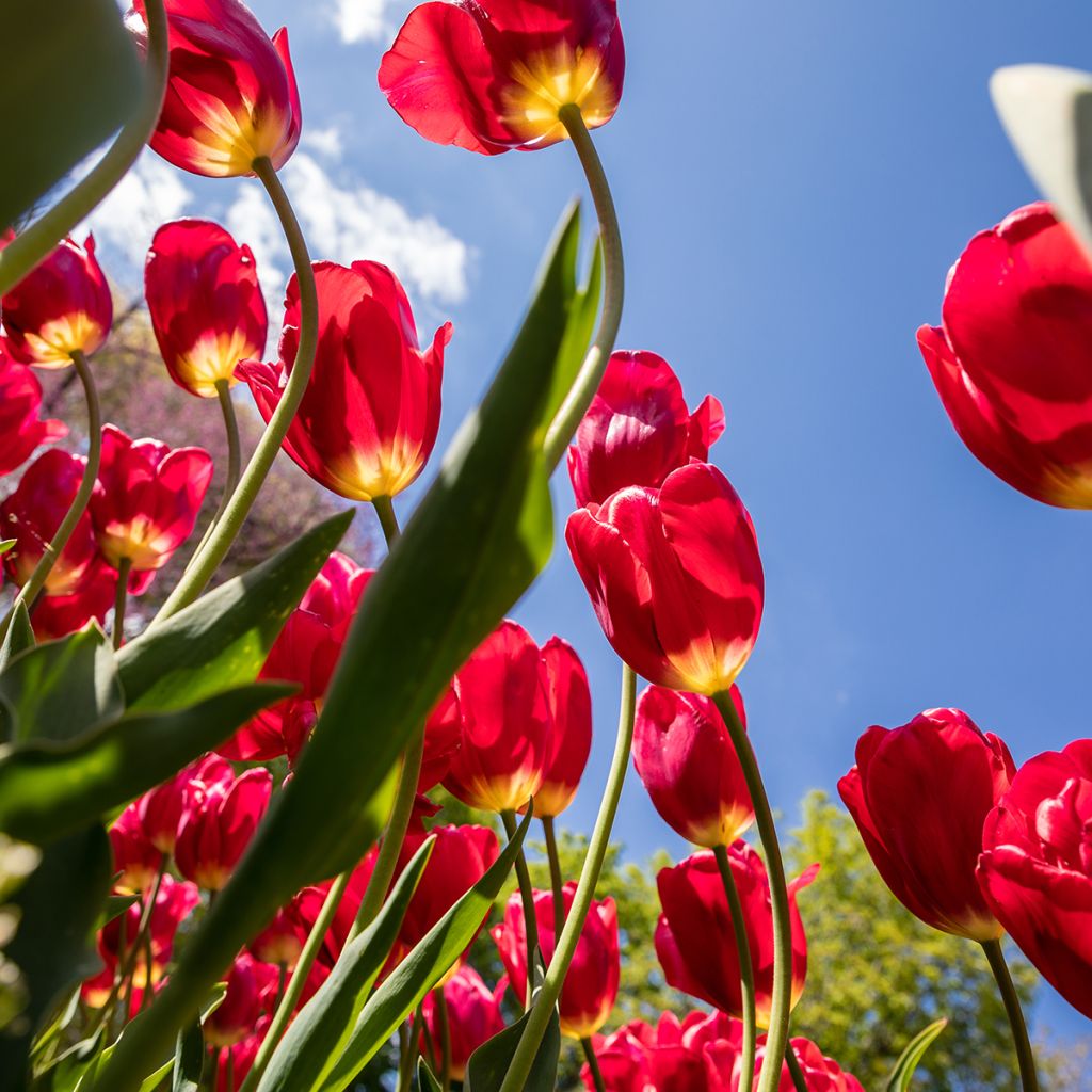 Tulipe pluriflore Red Georgette