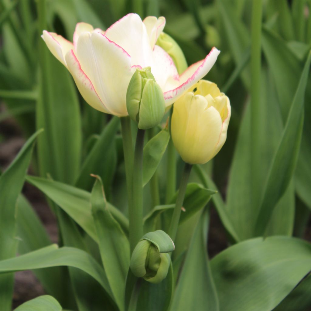 Tulipe pluriflore Rosy bouquet