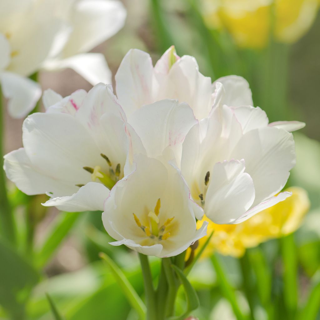 Tulipe pluriflore Weisse Berliner