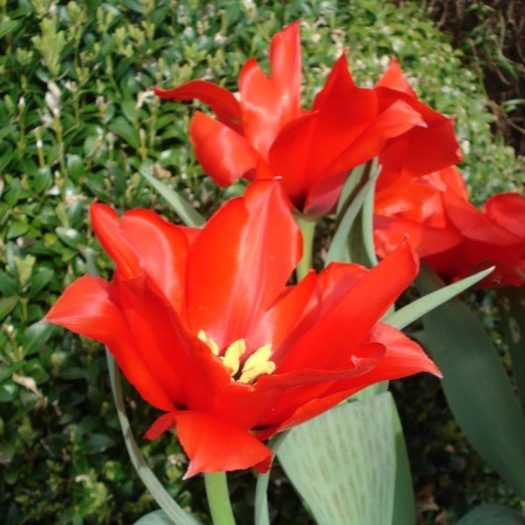 Tulipe Princesse Charmante
