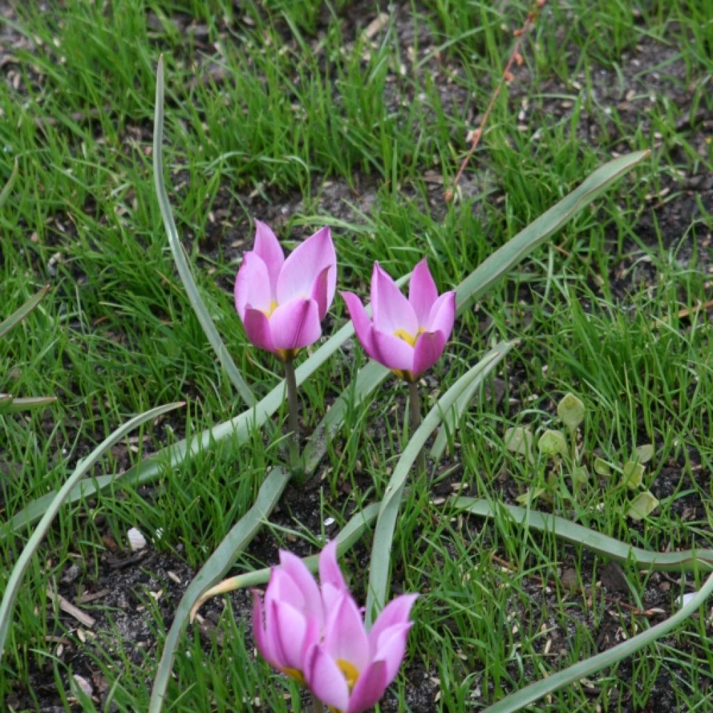 Tulipe Botanique humilis pulchella