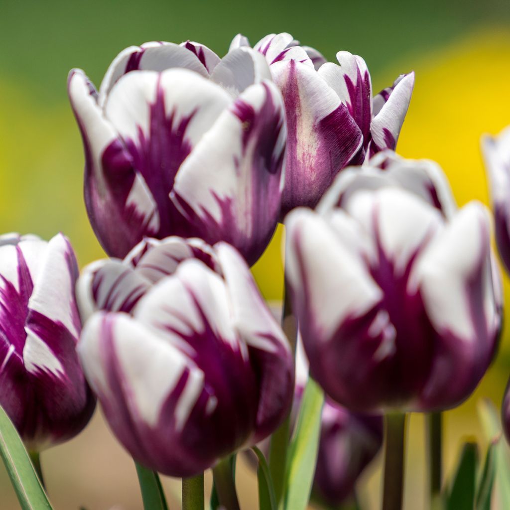 Tulipe simple hâtive Flaming Prince