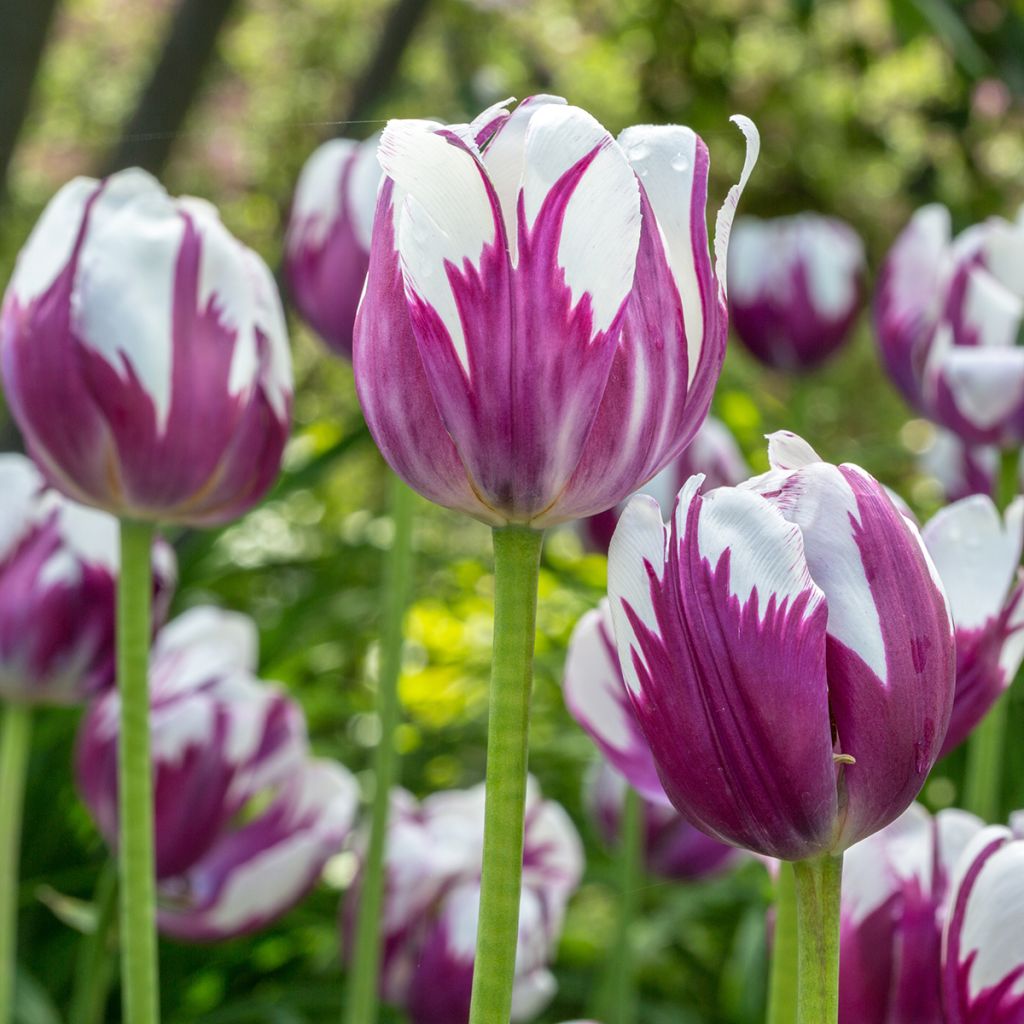 Tulipe simple hâtive Flaming Prince