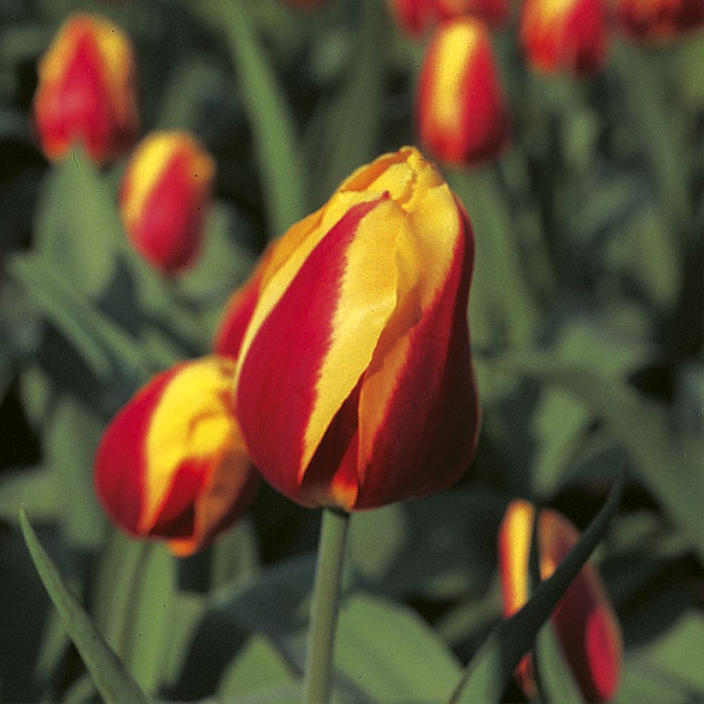 Tulipe simple hâtive Keizerskroon