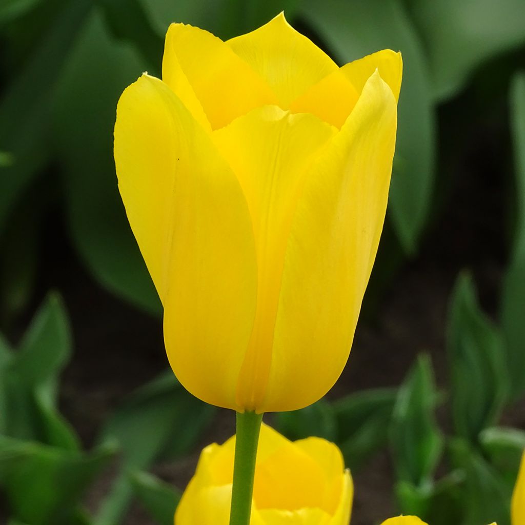 Tulipe simple tardive Big Smile