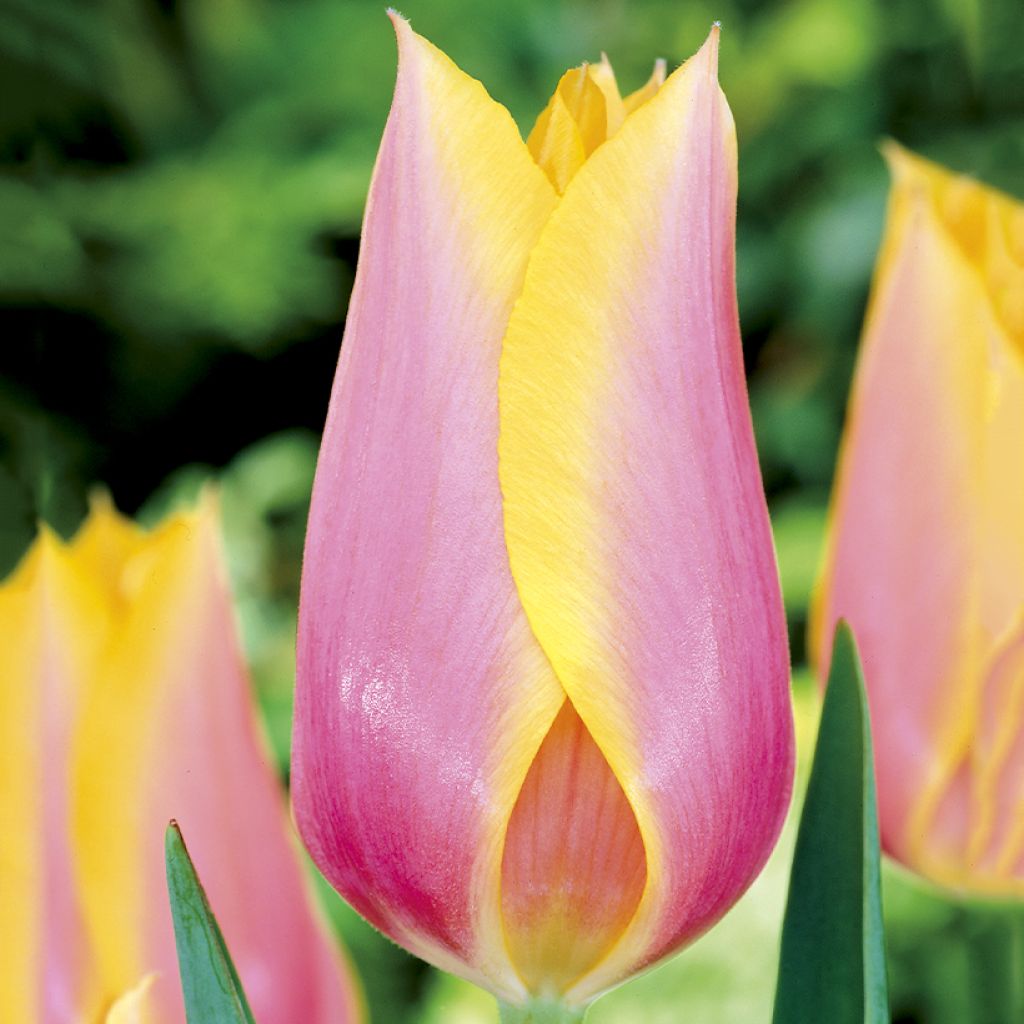 Tulipe simple tardive Blushing Lady