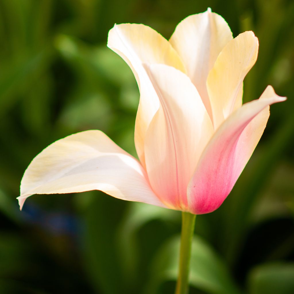 Tulipe simple tardive Blushing Lady