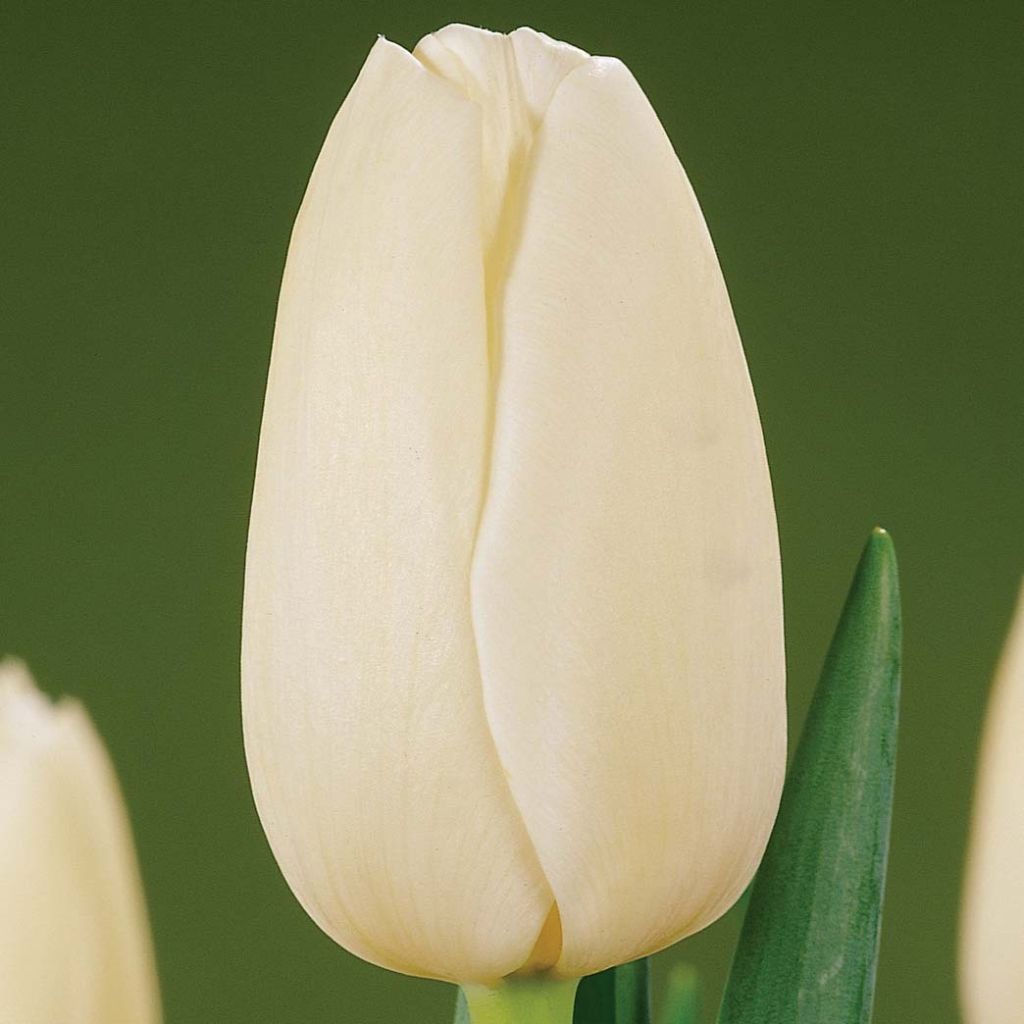 Tulipe simple tardive Catherina