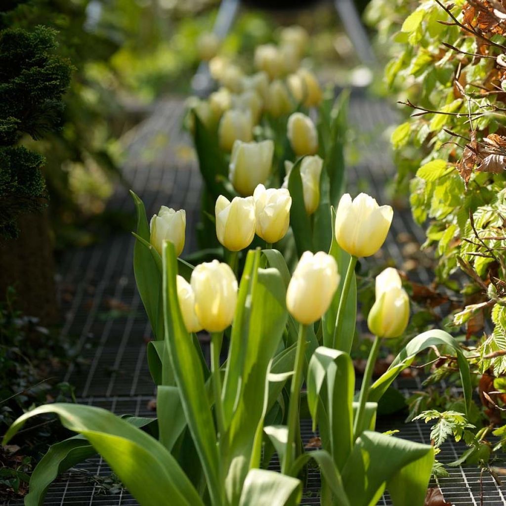 Tulipe simple tardive Catherina