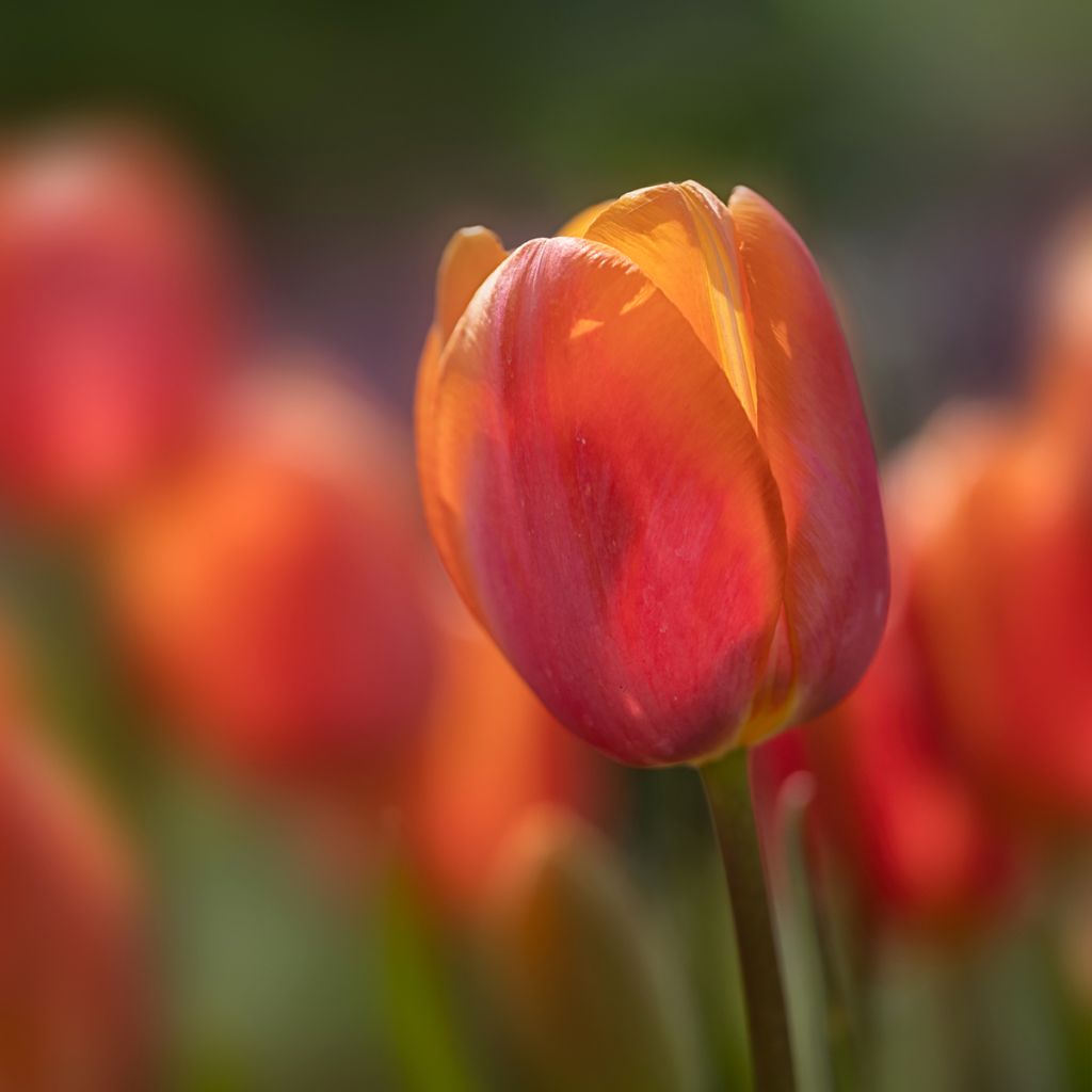 Tulipe simple tardive Dordogne