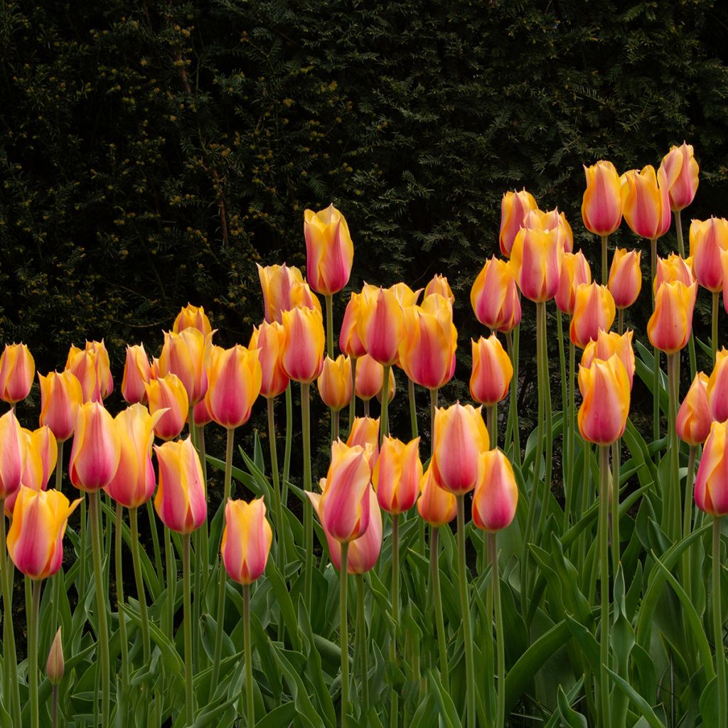 Tulipe simple tardive Dordogne