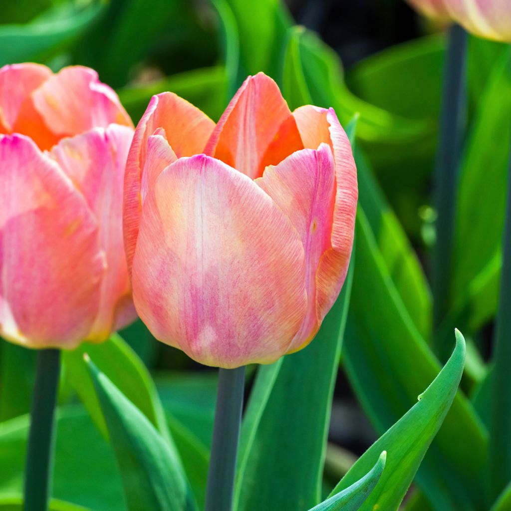 Tulipe simple tardive Jumbo Beauty
