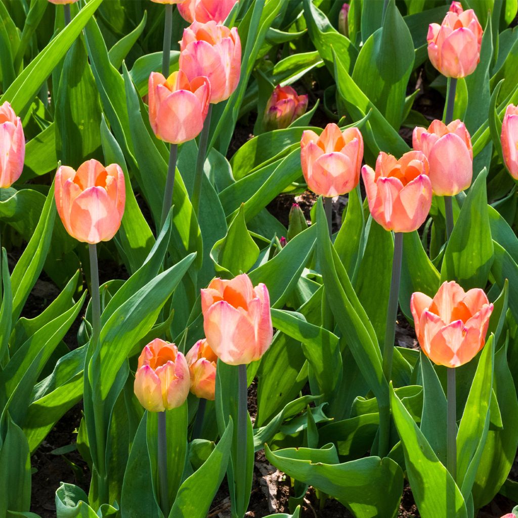 Tulipe simple tardive Jumbo Beauty