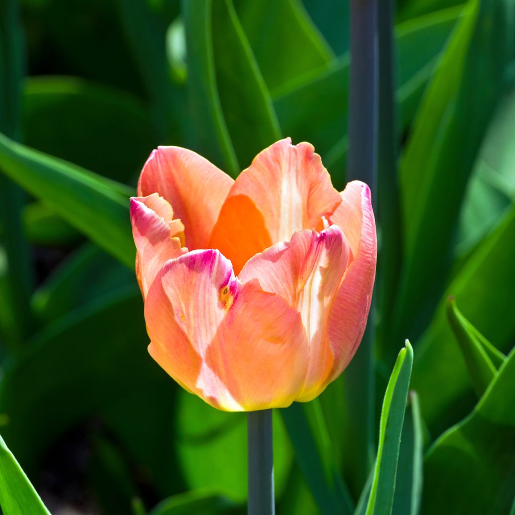 Tulipe simple tardive Jumbo Beauty