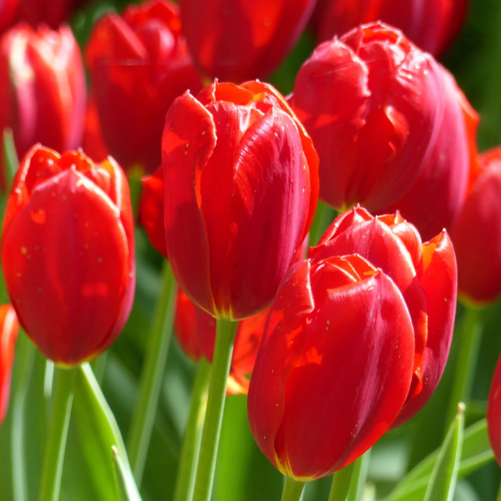 Tulipe simple tardive Kingsblood