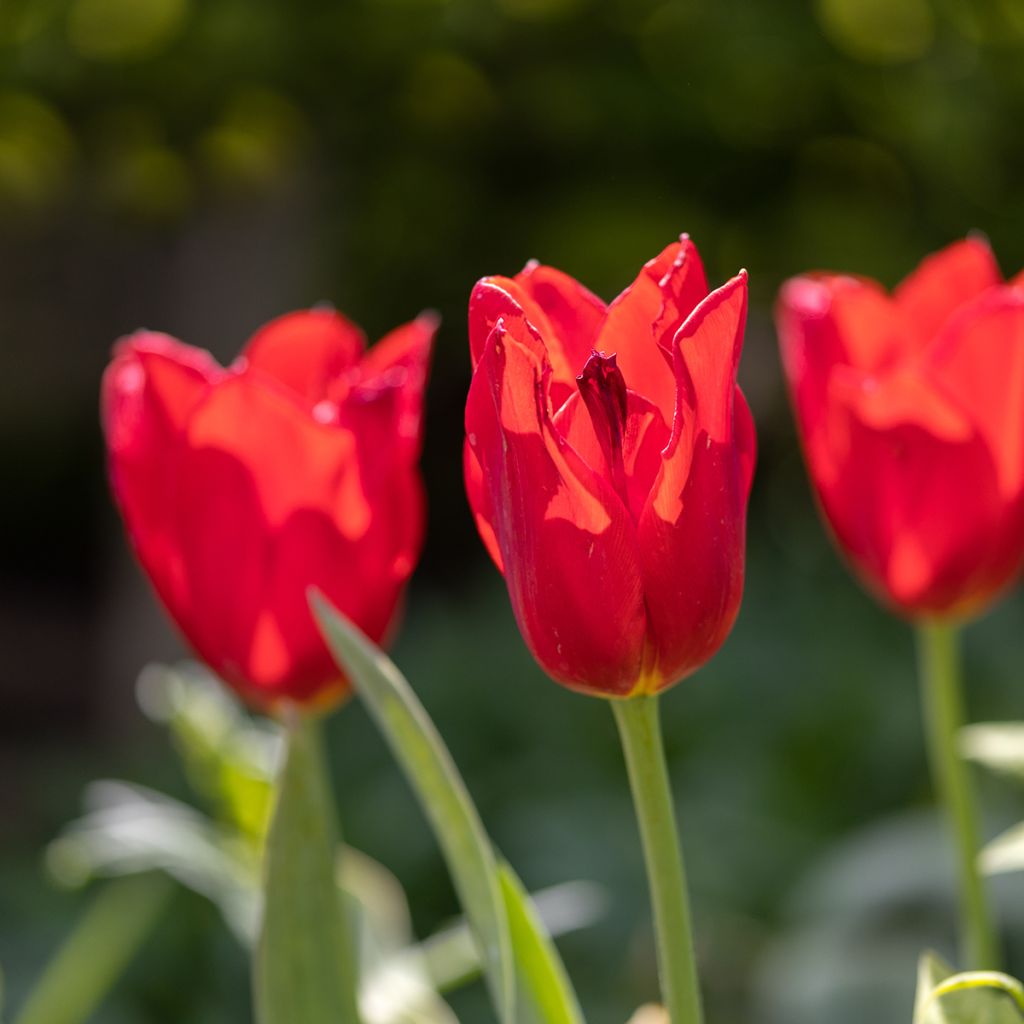 Tulipe simple tardive Kingsblood