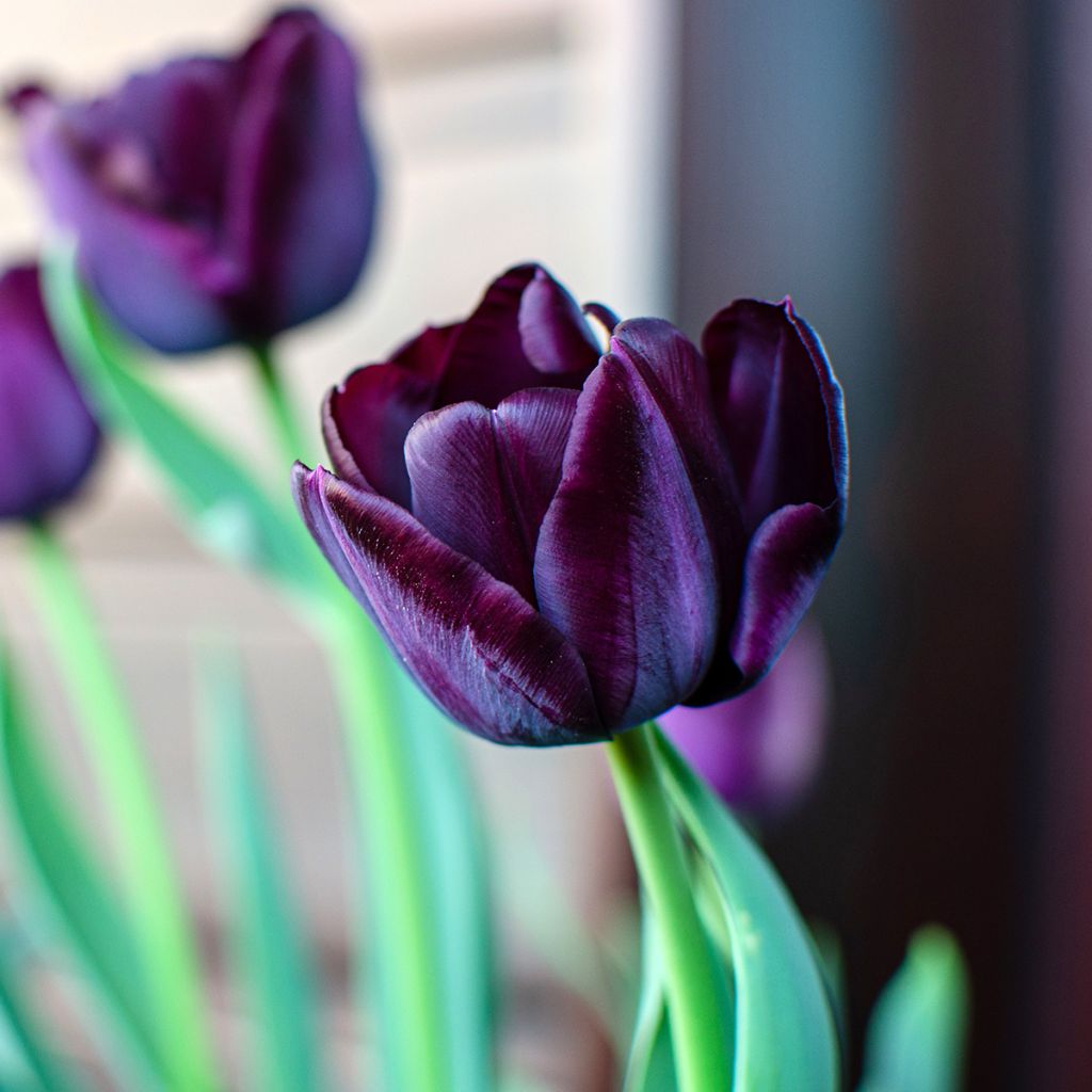 Tulipe simple tardive Reine de la Nuit