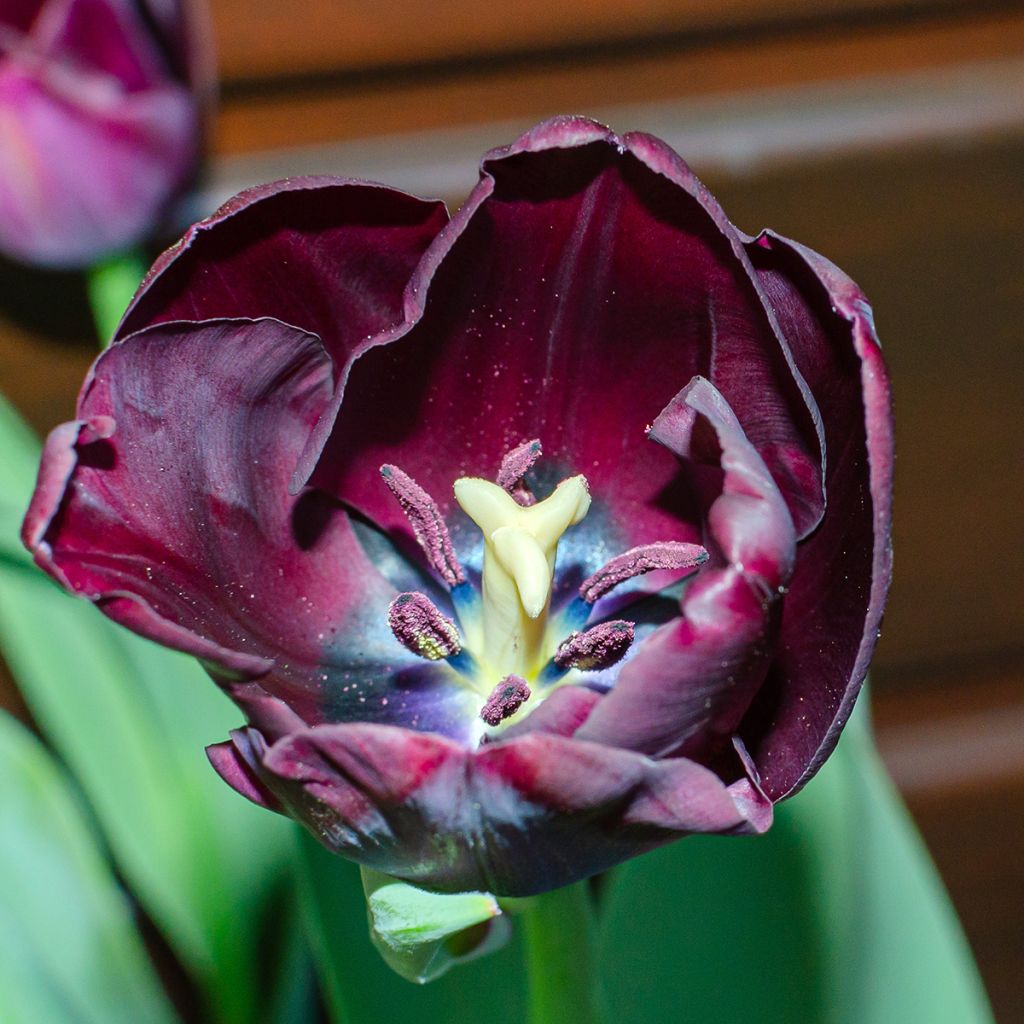 Tulipe simple tardive Reine de la Nuit