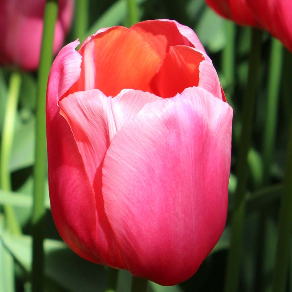 Tulipe simple tardive Renown