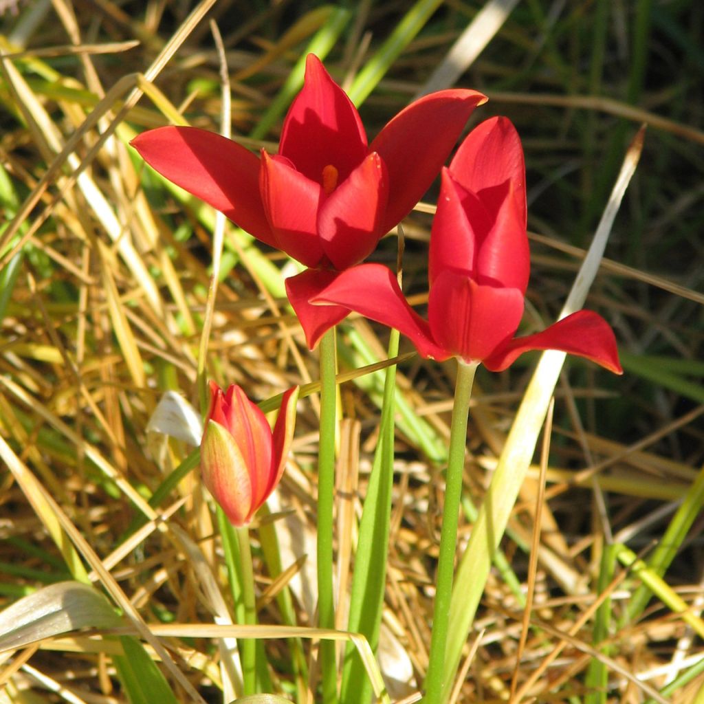 Tulipe botanique sprengeri