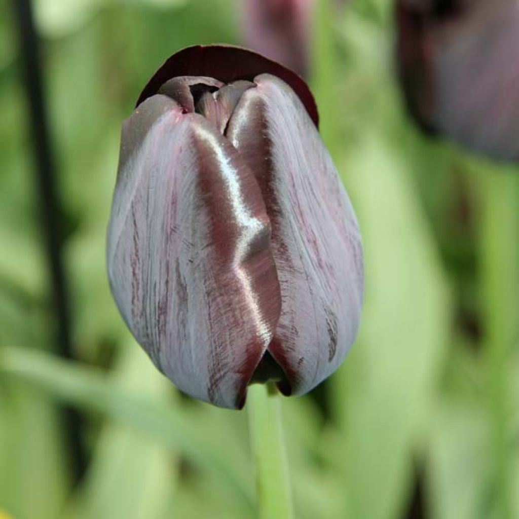 Tulipe Triomphe Black Charm
