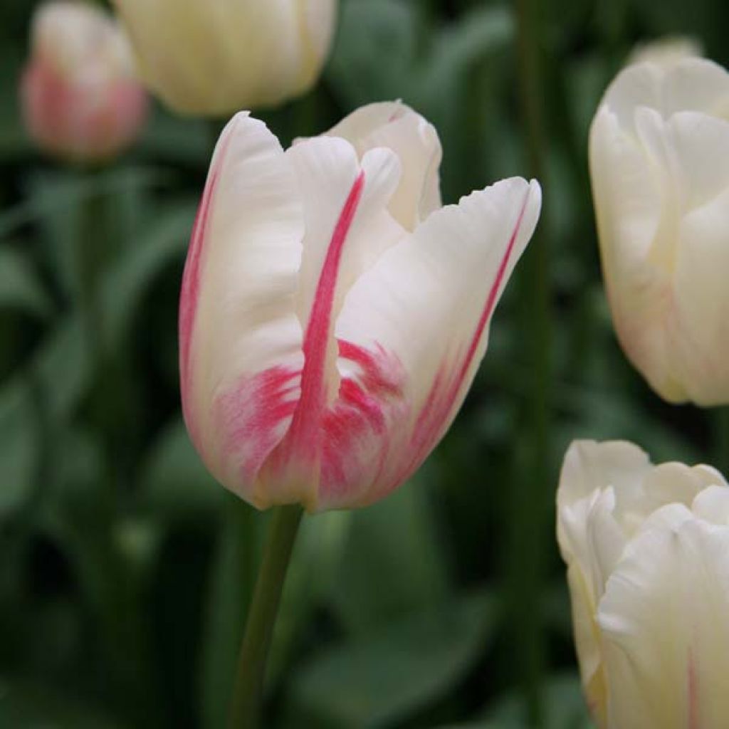 Tulipe Gander's Ouvert