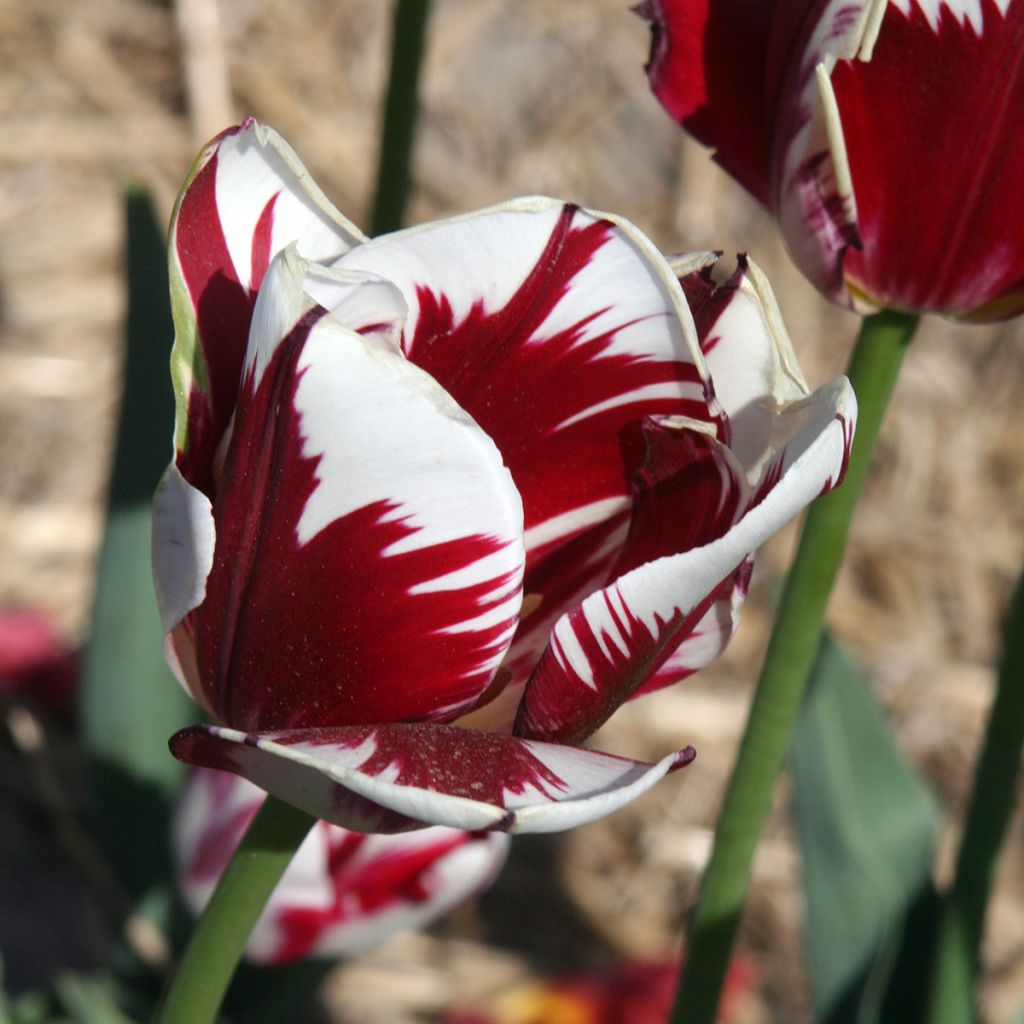 Tulipe triomphe Grand Perfection
