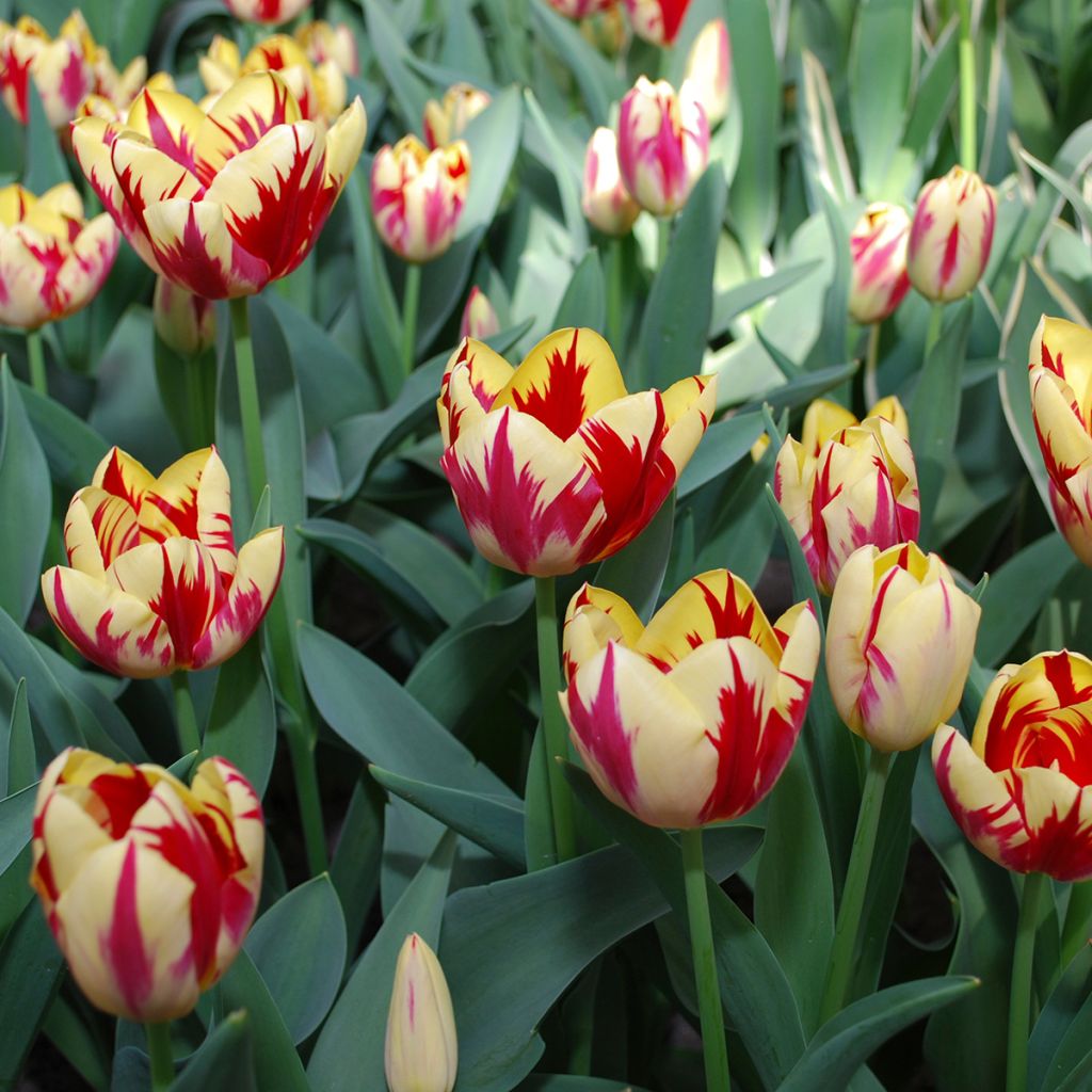 Tulipe triomphe Grand Perfection