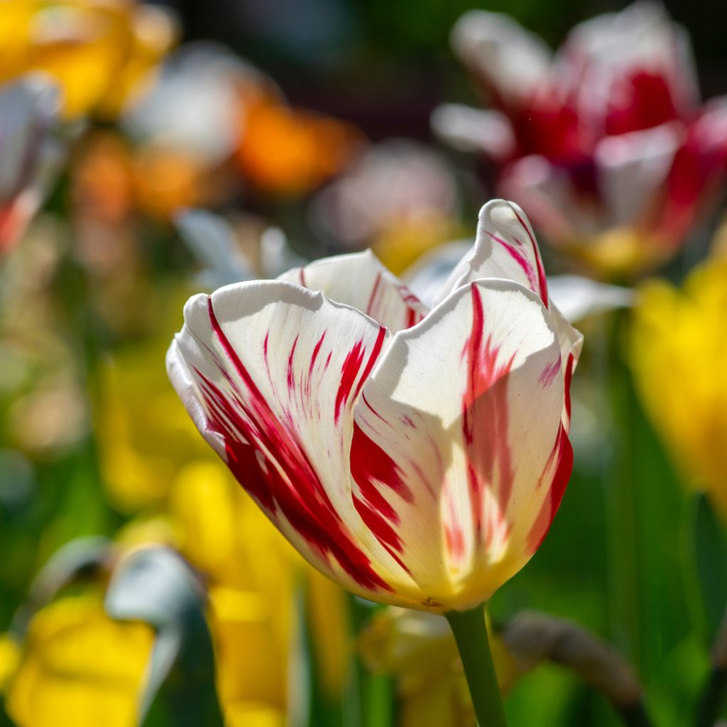 Tulipe triomphe Grand Perfection