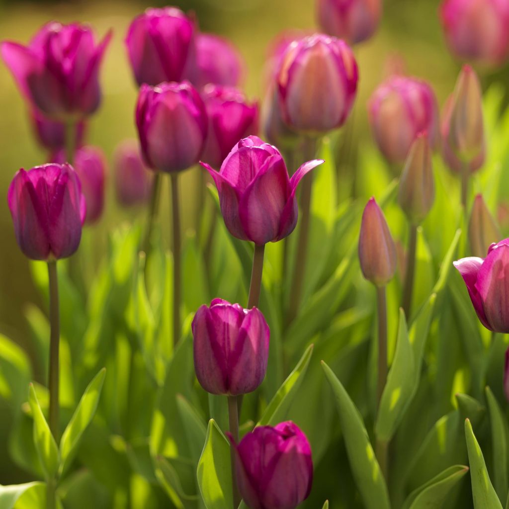 Tulipe triomphe Roussillon