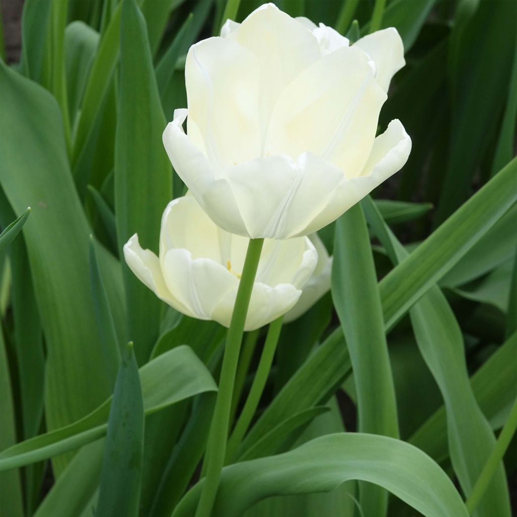 Tulipe triomphe White Proud
