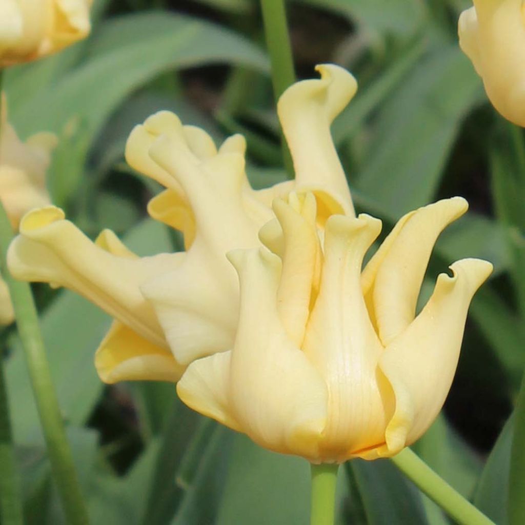Tulipe triomphe Yellow Crown