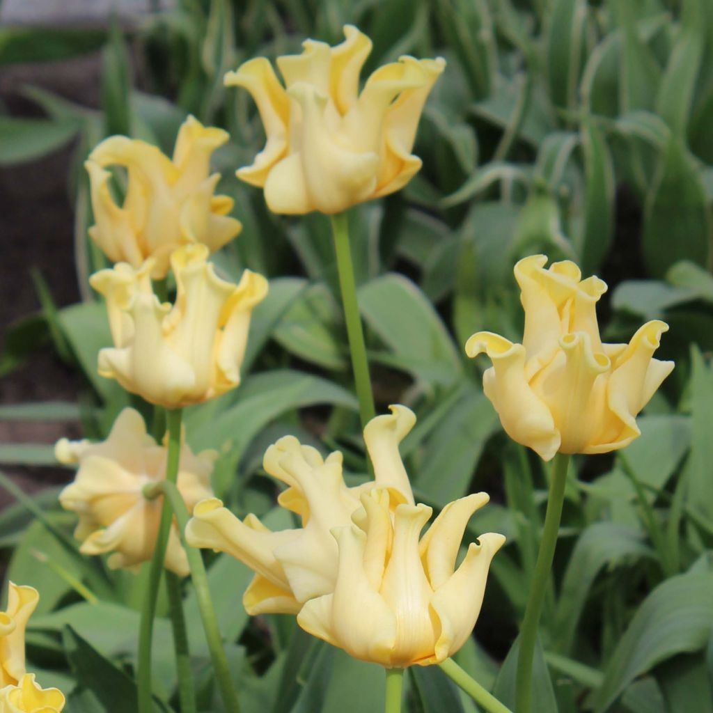Tulipe triomphe Yellow Crown