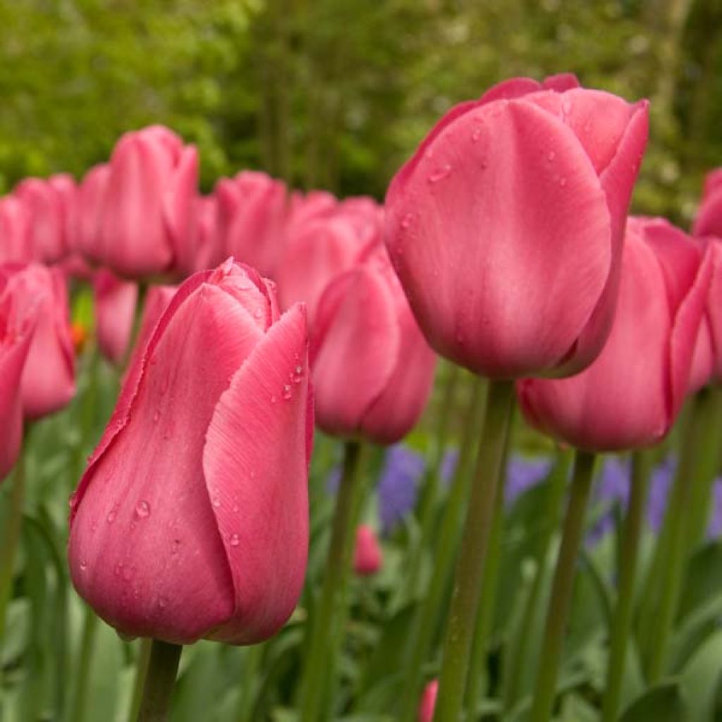 Tulipe Triomphe Barcelona