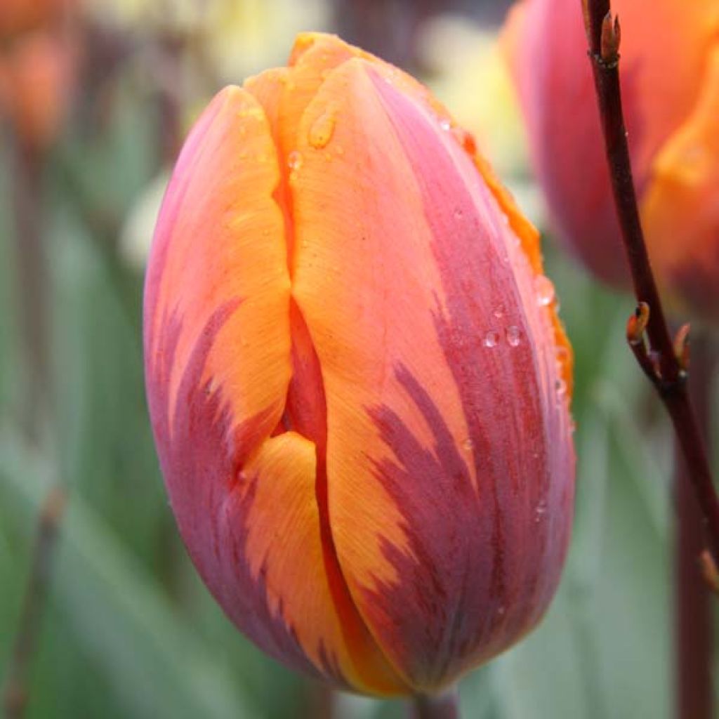 Tulipe Triomphe Princesse Irène