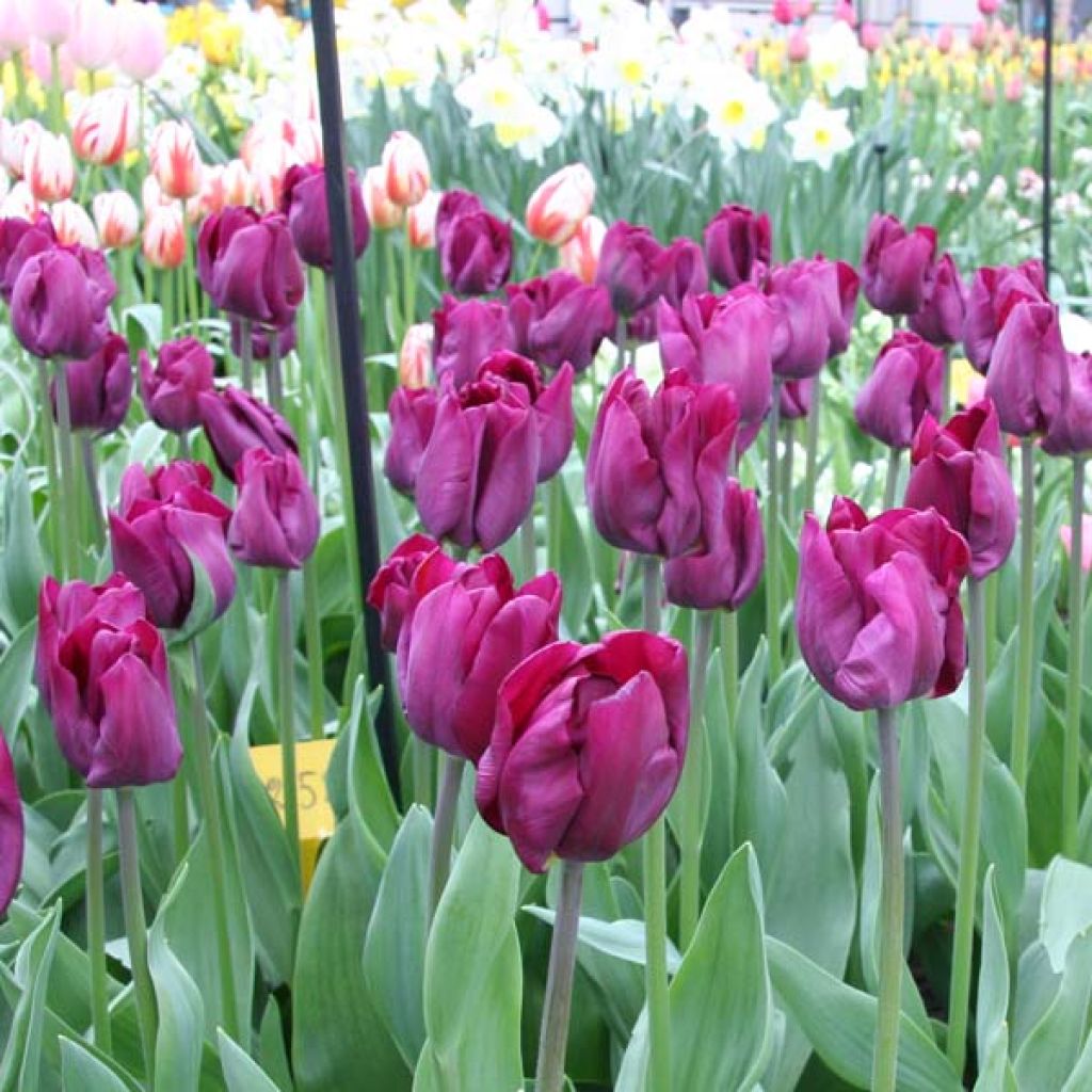Tulipe Triomphe Purple Lady